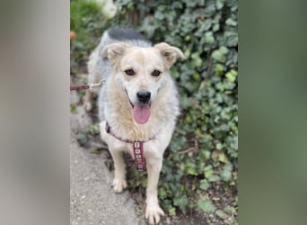 MAYA - sucht ihre Menschen