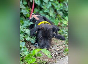 MILLIE - liebevolles Hundemädchen sucht ihr Zuhause