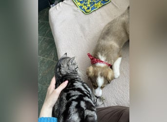 PEER - sanfte Seele sucht seine Menschen *reserviert*