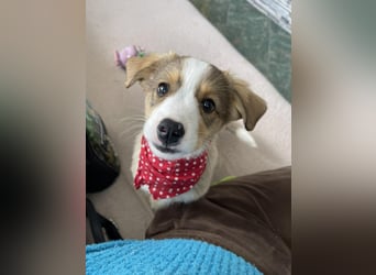 PEER - sanfte Seele sucht seine Menschen *reserviert*