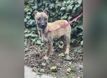 MAXI - liebevoller Hundebub