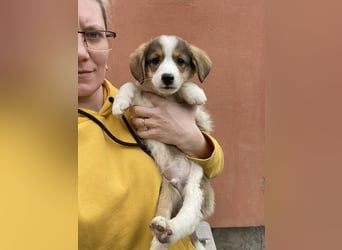 PEER - sanfte Seele sucht seine Menschen *reserviert*