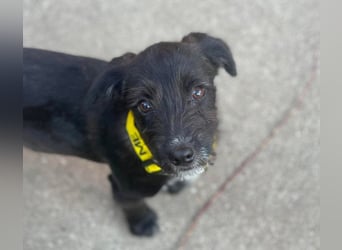 MILLIE - liebevolles Hundemädchen sucht ihr Zuhause