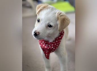 PRESTON - Zuckerbub sucht seine Menschen *reserviert*