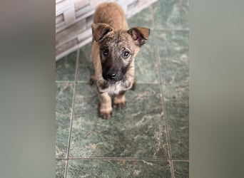 MAXI - liebevoller Hundebub