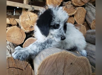 ARYA - zuckersüßes Hundekind