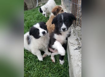 AGATHA - sucht ihr Für-immer-Zuhause