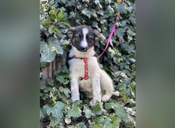 SUKI - hübsche Hundedame