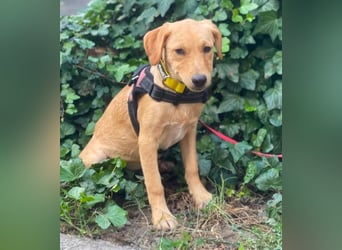 AMBER - tolles Hundemädchen