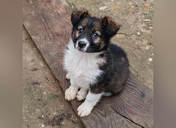 ZANNY - sanfte Seele sucht ein Zuhause *reserviert*