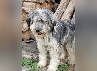 ARYA - zuckersüßes Hundekind