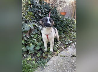 SUKI - hübsche Hundedame