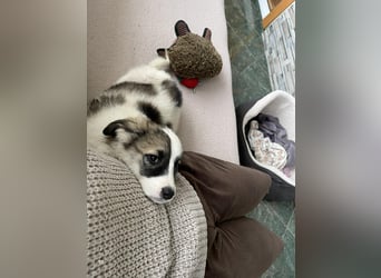 BELLA - sucht ihr Für-immer-Zuhause