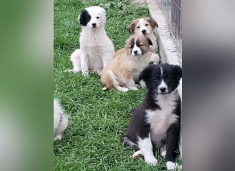 AGATHA - sucht ihr Für-immer-Zuhause