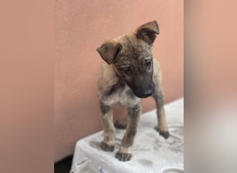 MAXI - liebevoller Hundebub