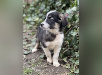 NALA - sanfte Seele sucht ihre Menschen