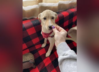 MELISSA - Zuhause gesucht