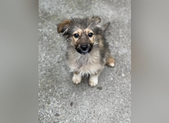 MARTHA - liebevolles Hundemädchen