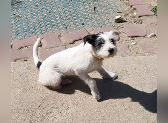CHUCKY - Frohnatur sucht seine Menschen