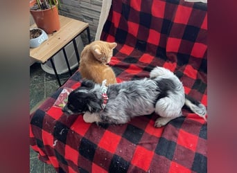 SADIE - Traumzuhause gesucht