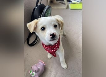 PRESTON - Zuckerbub sucht seine Menschen *reserviert*