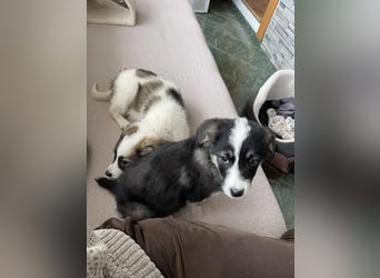 NALA - sanfte Seele sucht ihre Menschen