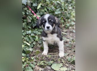 NALA - sanfte Seele sucht ihre Menschen