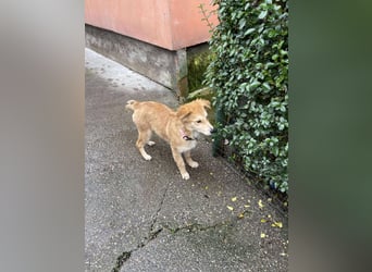 CRUMPET - verspielte Schönheit