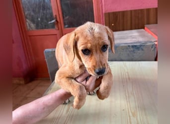 LEXI - sucht ihr Für-immer-Zuhause