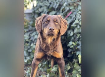 ROSIE - verspielte Schönheit