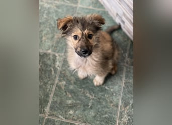 MARTHA - liebevolles Hundemädchen