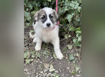 BELLA - sucht ihr Für-immer-Zuhause