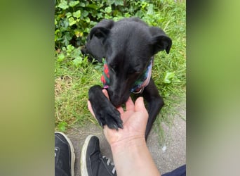 MYLA - schüchternes Mädchen sucht ihre Menschen