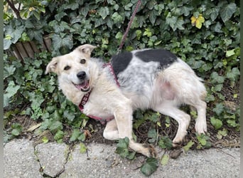 MAYA - sucht ihre Menschen