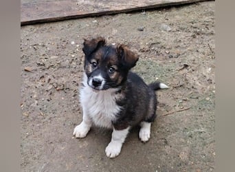 ZANNY - sanfte Seele sucht ein Zuhause *reserviert*