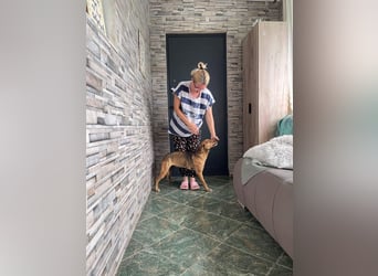 MOLLY - aufgewecktes Hundemädchen