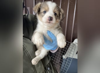 PEER - sanfte Seele sucht seine Menschen *reserviert*