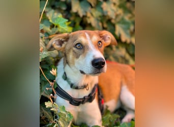 IVY - liebes Hundemädchen