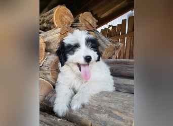 LOTTE - Traumzuhause gesucht