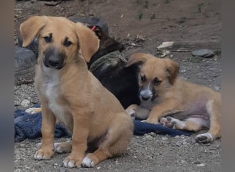 FRIEDA - Traumzuhause gesucht