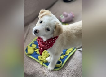 PRESTON - Zuckerbub sucht seine Menschen *reserviert*