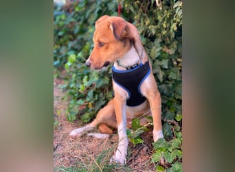 ROCKY - toller Hundebub