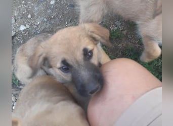 FINN - ist bereit für Abenteuer