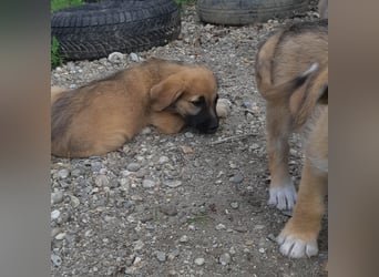 FINN - ist bereit für Abenteuer