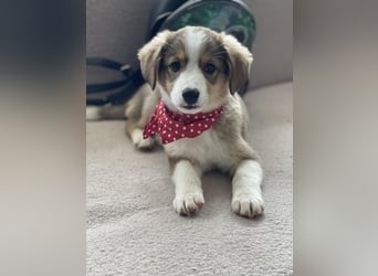 PEER - sanfte Seele sucht seine Menschen *reserviert*