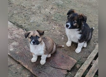 ZANNY - sanfte Seele sucht ein Zuhause *reserviert*