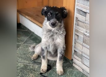 SADIE - Traumzuhause gesucht