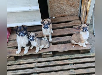 ZANNY - sanfte Seele sucht ein Zuhause *reserviert*