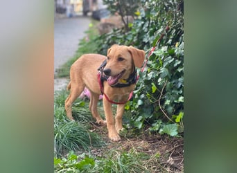 AMBER - tolles Hundemädchen