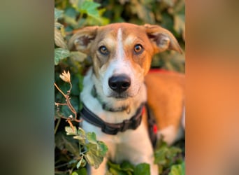 IVY - liebes Hundemädchen